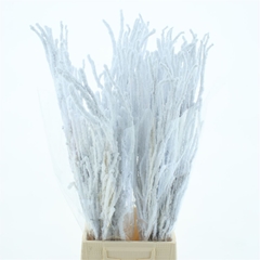 Coryl Av Contorta 70cm