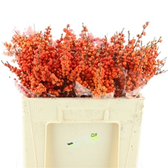 Ilex Ve Orange Glow 50cm