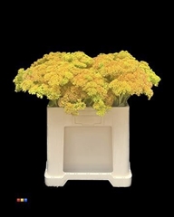 Sedum Yellow