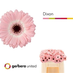 Germini Dixon 50cm 7cm Ø
