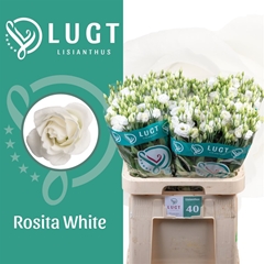 Eus G Rosi White