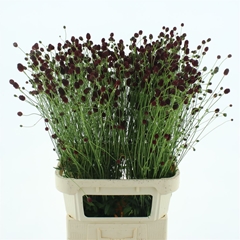 Sang Of Cayenne Red 80cm 23