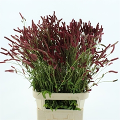 Sanguiso O Pink Tann 65cm