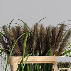 Penni Moudry 75cm