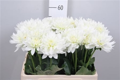 Dahl K Maarten Zwaan 60cm