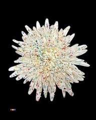 Chr G Ana White Candy