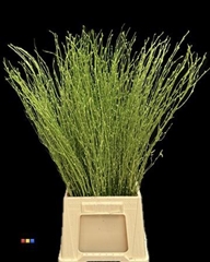 Betula / Berkentak Metallic Olive