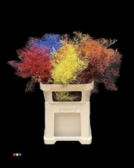 Limonium Mix