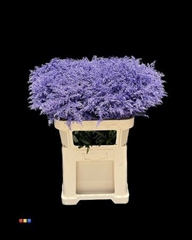 Solidago Milka 80cm