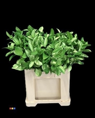 Ruscus Metallic Green