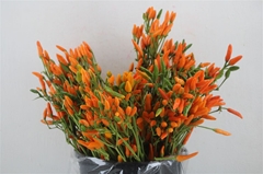 Cap Ov 55cm