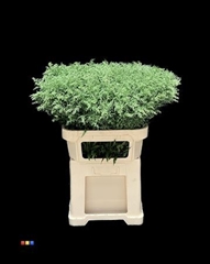 Solidago Metallic Green