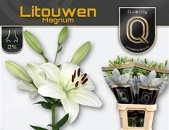 Li La Litouwen 95cm 55+