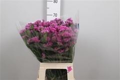 Lim S Dyna Rose 70cm 34gram