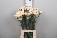 Di St Apple Tea 70cm 23