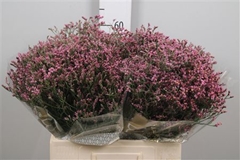 Lim Sin Tiffany Diam 60cm 20gram