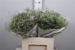 Lim Sin Clear Diamon 60cm 20gram