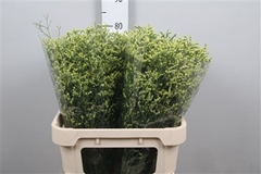Lim Sin China Summer 80cm 45gram