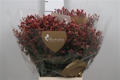 Lim Sin Scar Diamond 70cm 25gram