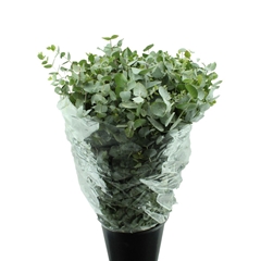 Euca Cinerea P Bunch 70cm 350gram