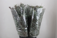 Acacia (MIMOSA) Bs 65cm 200gram