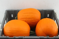 Cuc Maxima Halloween