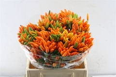 Cap Orange Fire 40cm