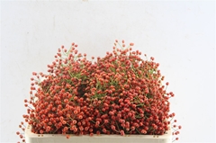 Rosa F Autumn Joy 50cm