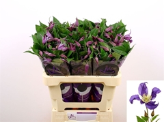 Clem Di Bl Pirouette 60cm 23 4