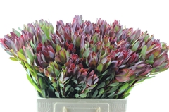 Leucad Senorita 40cm