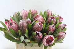 Protea Pink Ice 40cm