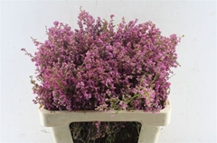 Erica Bicolor 50cm