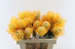 Leuco Jelena 50cm
