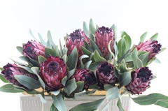 Protea Barbigera 50cm