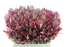 Leucad Jester 60cm