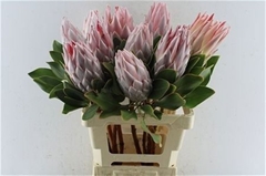 Protea Cynaroides 60cm