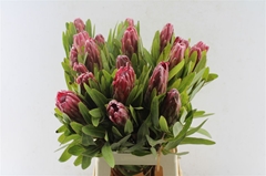 Protea Lancelot 70cm