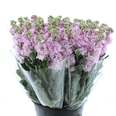 Matth Iron Cherry Bl 65cm 24