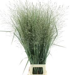 Panic Vir Dall Blues 125cm
