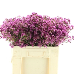 Flowers 60cm 75gram