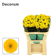 Chr G Brasiliana 70cm 80gram