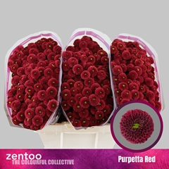 Chr San Aaa Purp Red 55cm 120g
