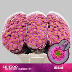 Chr S Aaa Wicked 55cm 120g