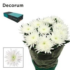 Chr G Topspin 70cm 95gram