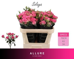 R Tr Solaya 70cm