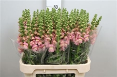Antir Opus Pink 80cm