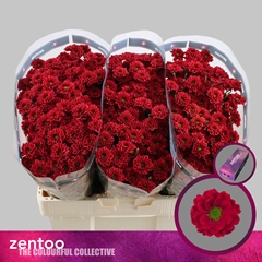 Chr San Melissa Red 55cm 100g