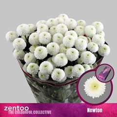 Chr S Newton 70cm 75gram