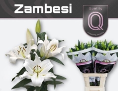 Li Ot Zambesi 90cm 45+