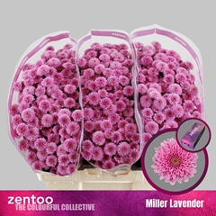 Chr S Miller Lavende 55cm 100g